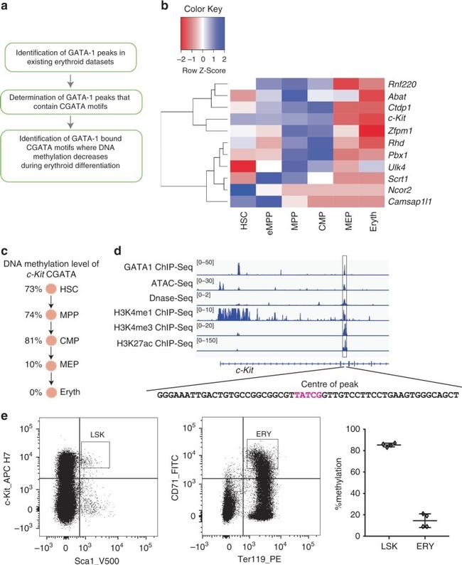 TER-119 Antibody in Flow Cytometry (Flow)