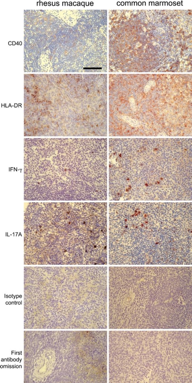 IL-17A Antibody in Immunohistochemistry (IHC)