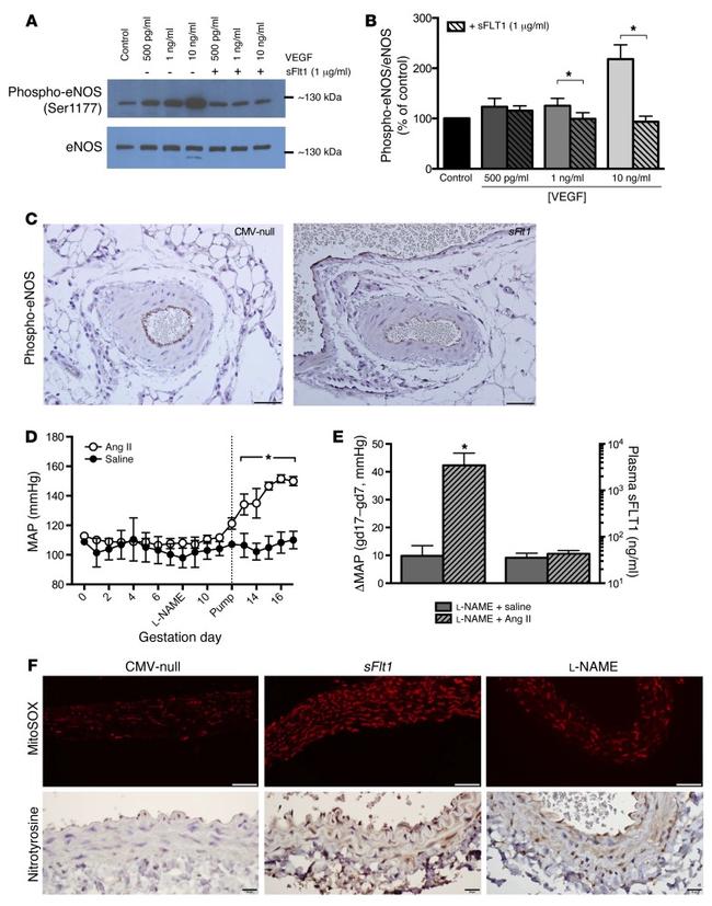 Nitrotyrosine Antibody in Immunohistochemistry (IHC)