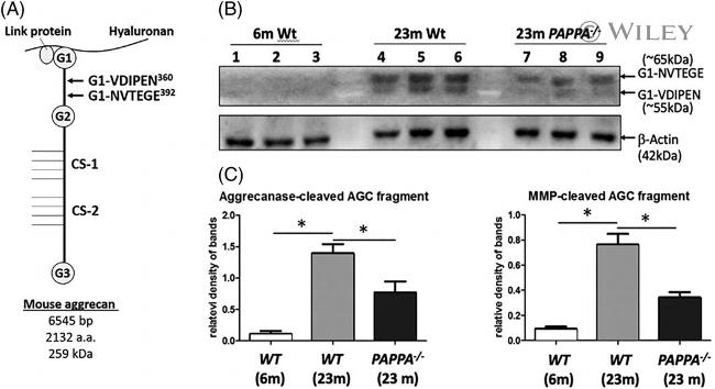 beta Actin Antibody in Western Blot (WB)