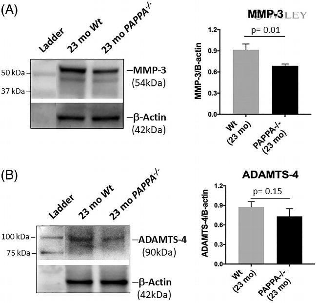 beta Actin Antibody in Western Blot (WB)