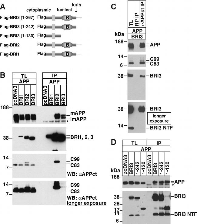 beta Amyloid Antibody in Western Blot, Immunoprecipitation (WB, IP)