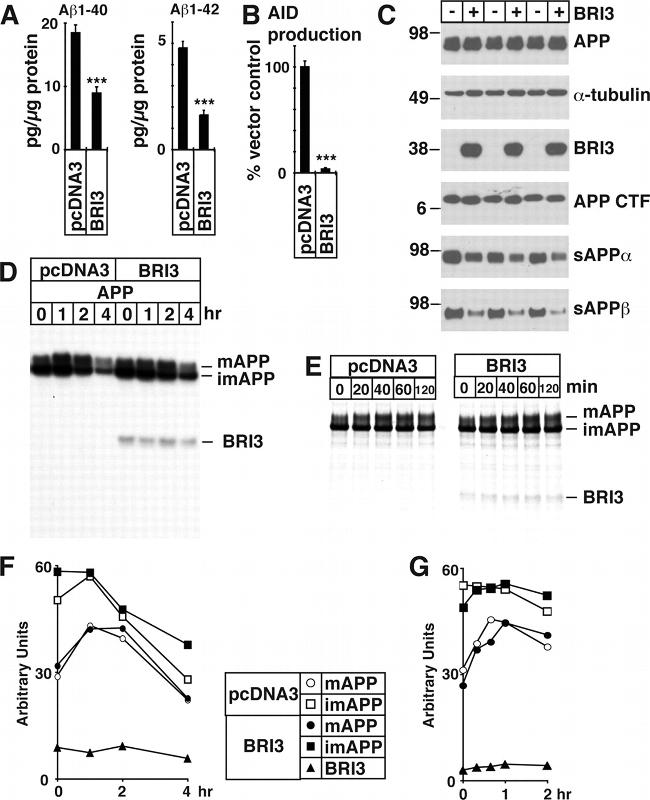 beta Amyloid Antibody in Western Blot, Immunoprecipitation (WB, IP)