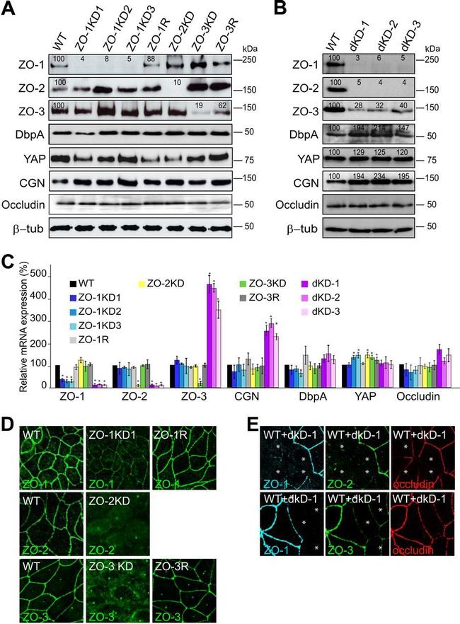 beta Tubulin Antibody in Western Blot (WB)