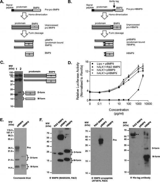 6x-His Tag Antibody in Western Blot (WB)