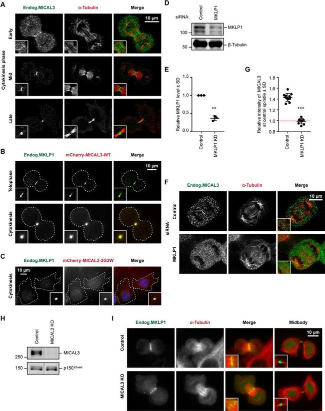 alpha Tubulin Antibody in Immunocytochemistry (ICC/IF)