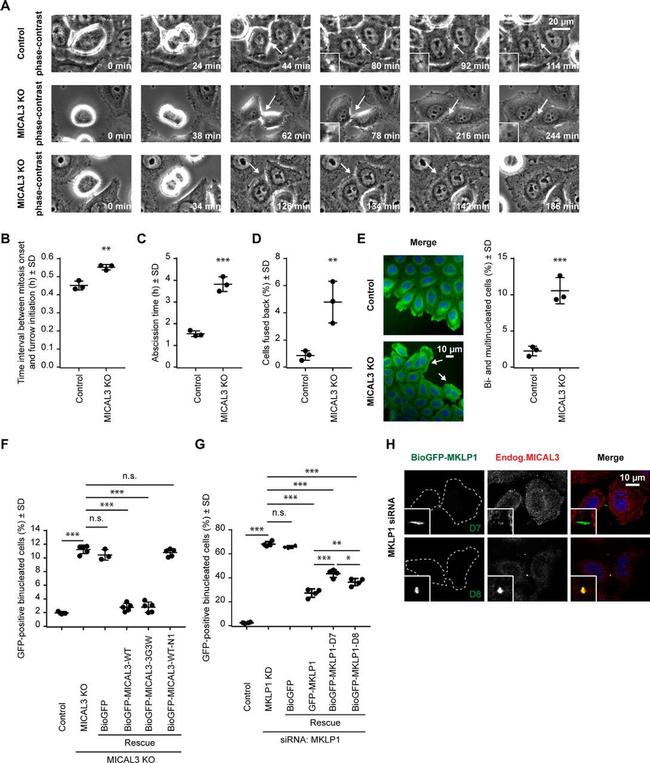 alpha Tubulin Antibody in Immunocytochemistry (ICC/IF)