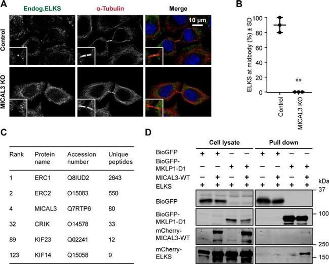 alpha Tubulin Antibody in Immunocytochemistry (ICC/IF)