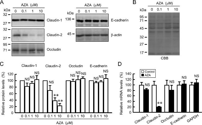 Claudin 2 Antibody in Western Blot (WB)