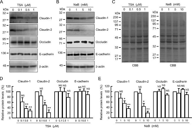 Claudin 2 Antibody in Western Blot (WB)