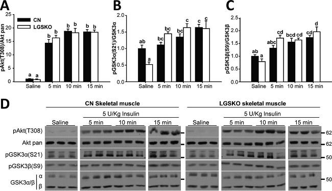 GSK3 alpha/beta Antibody in Western Blot (WB)