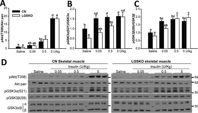 GSK3 alpha/beta Antibody in Western Blot (WB)