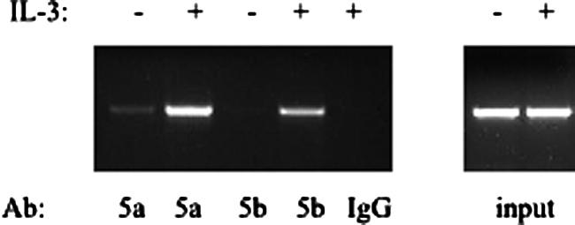 STAT5 beta Antibody in ChIP Assay (ChIP)