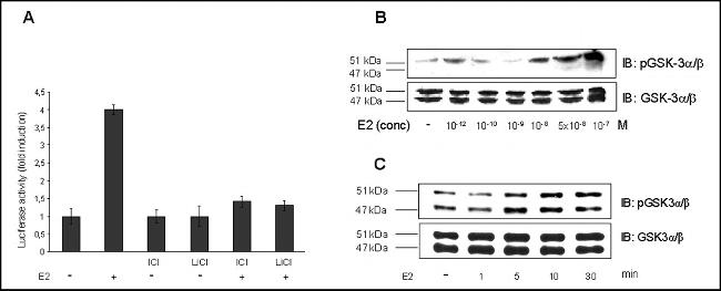 GSK3 alpha/beta Antibody in Western Blot (WB)