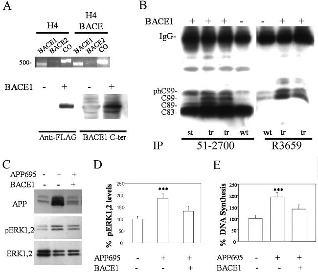 beta Amyloid Antibody in Western Blot, Immunoprecipitation (WB, IP)