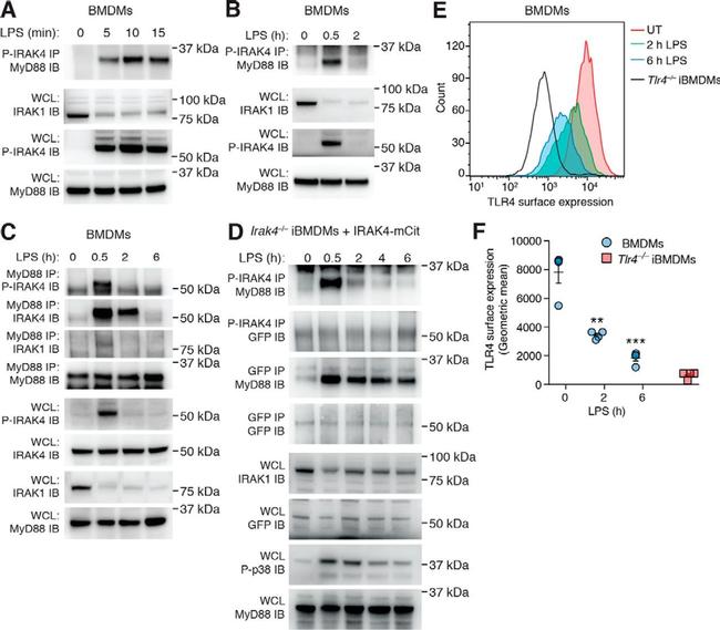 IRAK4 Antibody in Western Blot (WB)