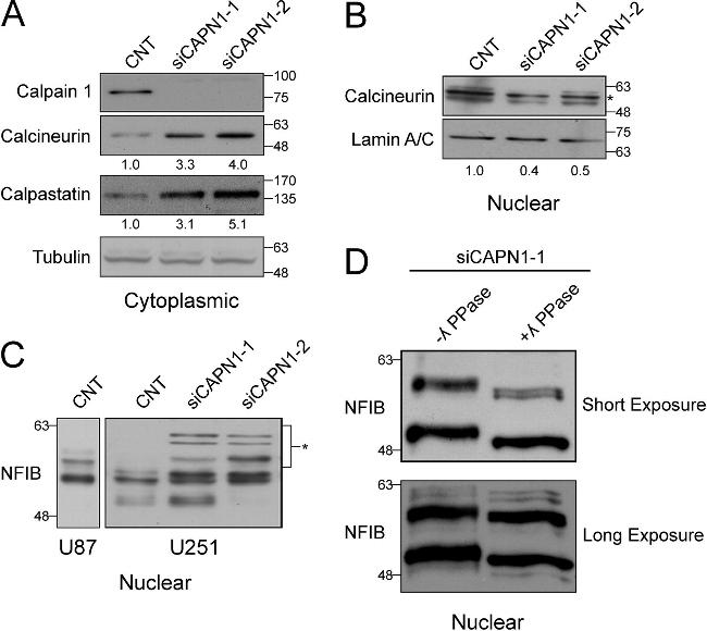 Lamin A/C Antibody in Western Blot (WB)