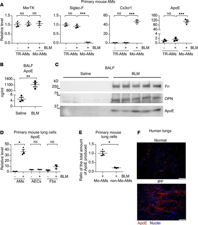 APOE Antibody in Immunocytochemistry (ICC/IF)