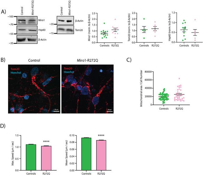 Actin Antibody in Western Blot (WB)