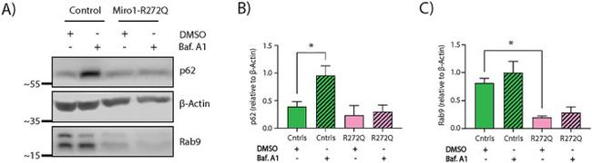 Actin Antibody in Western Blot (WB)