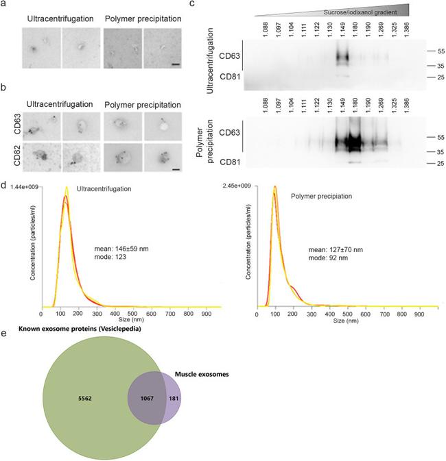 CD81 Antibody in Western Blot (WB)