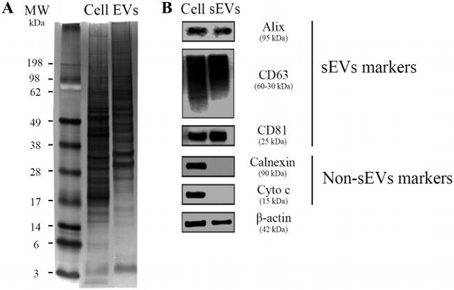 CD81 Antibody in Western Blot (WB)