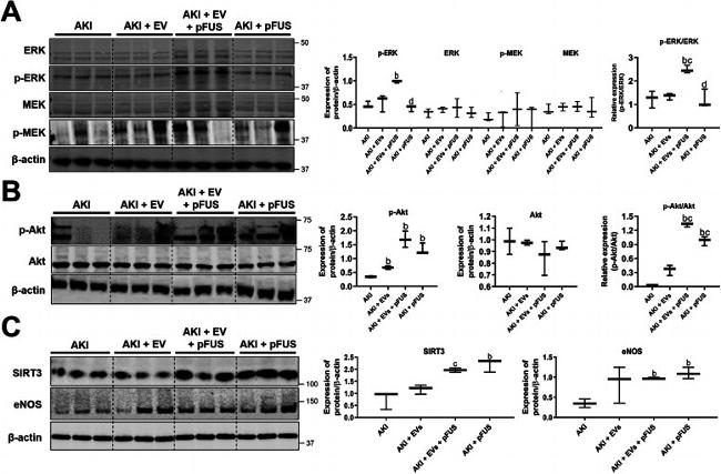 ERK1 Antibody in Western Blot (WB)