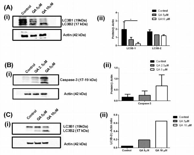 Caspase 3 Antibody in Western Blot (WB)