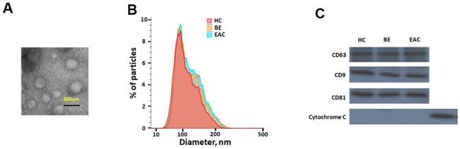 CD81 Antibody in Western Blot (WB)