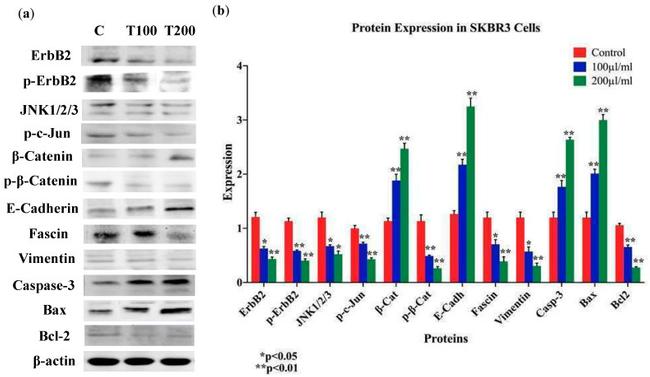 Bax Antibody in Western Blot (WB)