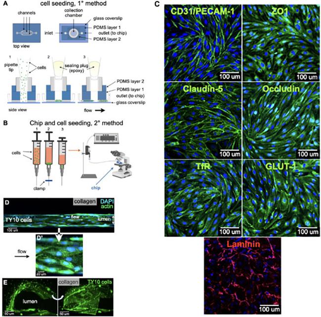 Transferrin Receptor Antibody in Immunocytochemistry (ICC/IF)