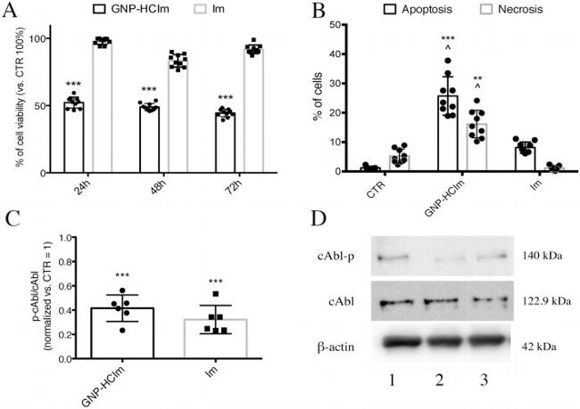 beta Actin Antibody in Western Blot (WB)