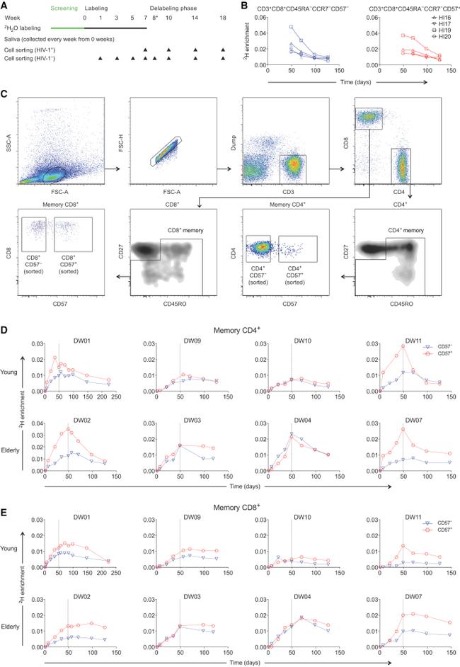 CD4 Antibody in Flow Cytometry (Flow)