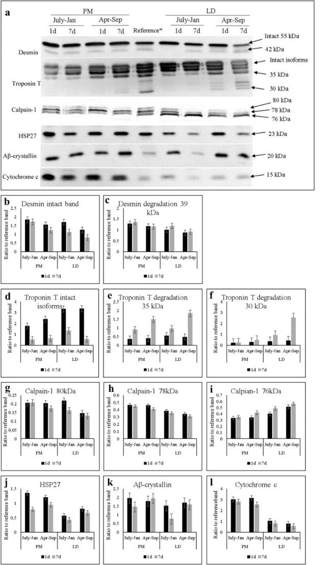 Mu-Calpain Antibody in Western Blot (WB)