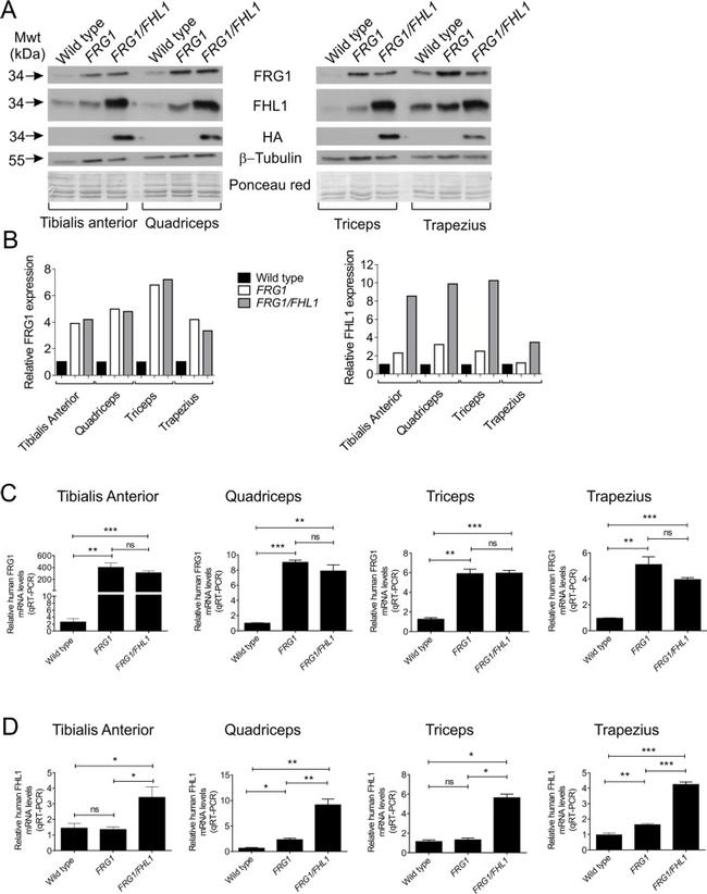 beta Tubulin Antibody in Western Blot (WB)