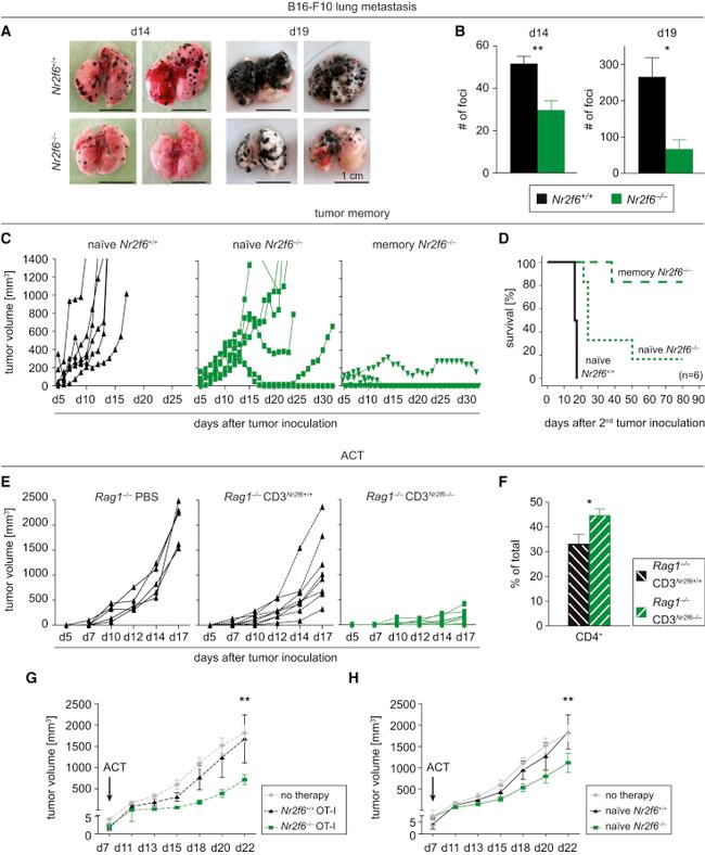 CD3e Antibody in Flow Cytometry (Flow)