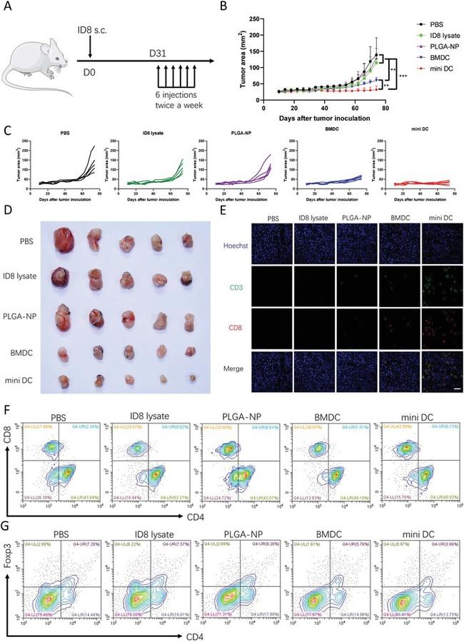 CD8a Antibody in Flow Cytometry (Flow)