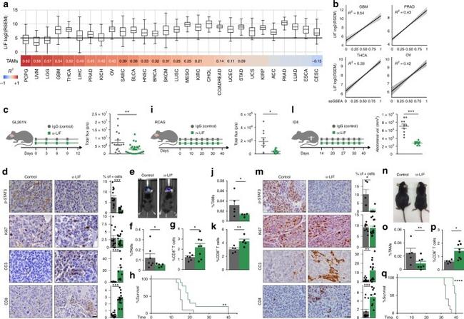 MHC Class II (I-A/I-E) Antibody in Flow Cytometry (Flow)