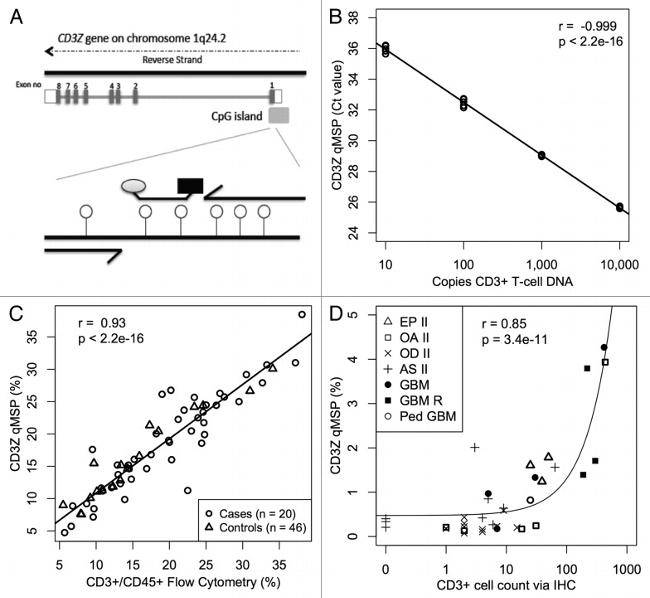 CD3 Antibody in Flow Cytometry (Flow)