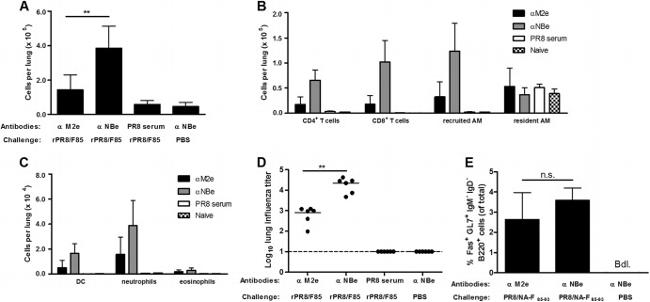 CD3 Antibody in Flow Cytometry (Flow)