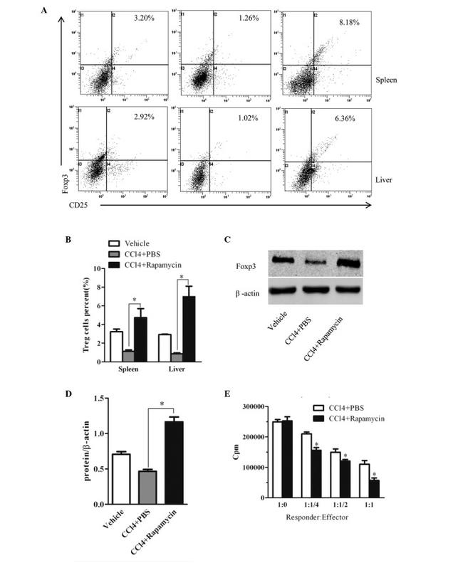 CD25 Antibody in Flow Cytometry (Flow)