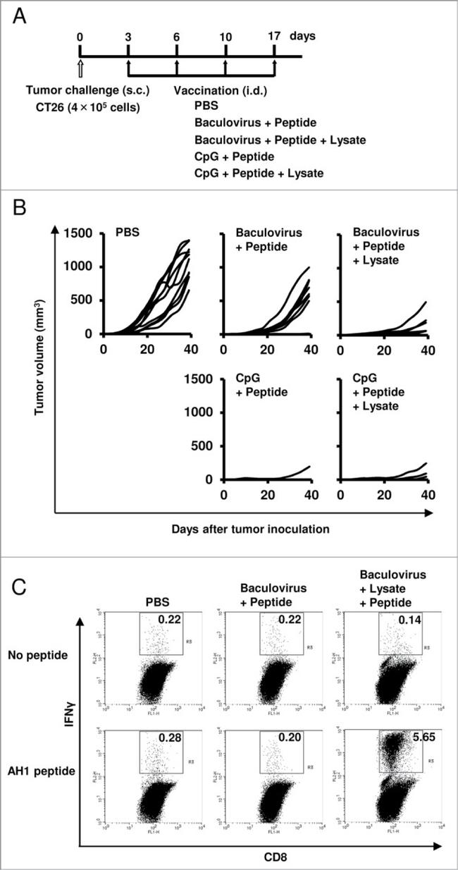 CD8a Antibody in Flow Cytometry (Flow)