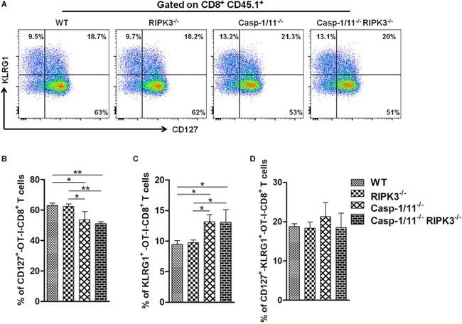 KLRG1 Antibody in Flow Cytometry (Flow)