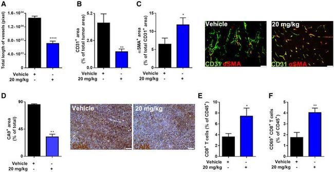 CD8a Antibody in Flow Cytometry (Flow)