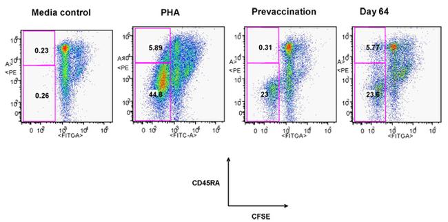 CD8a Antibody in Flow Cytometry (Flow)