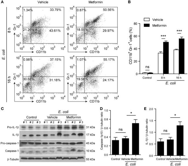 Ly-6G Antibody in Flow Cytometry (Flow)