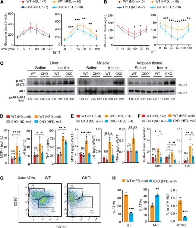 CD45.2 Antibody in Flow Cytometry (Flow)