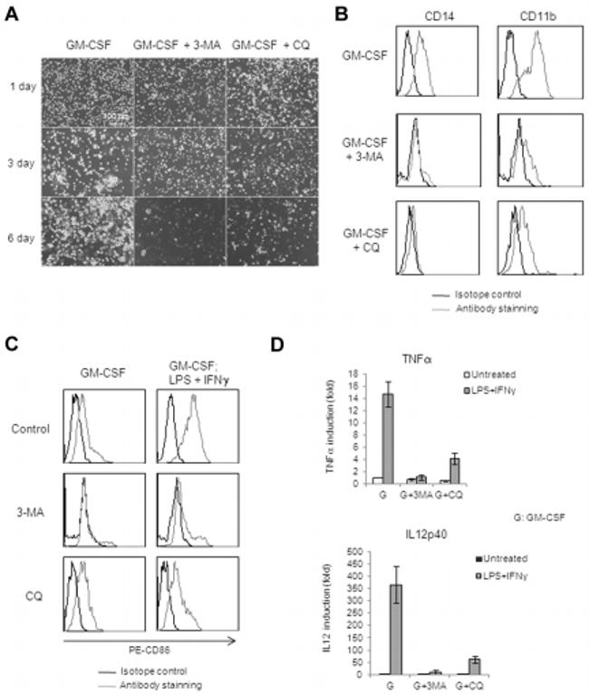 CD14 Antibody in Flow Cytometry (Flow)