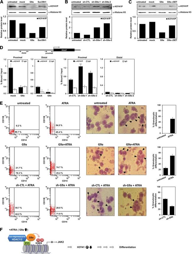 CD14 Antibody in Flow Cytometry (Flow)