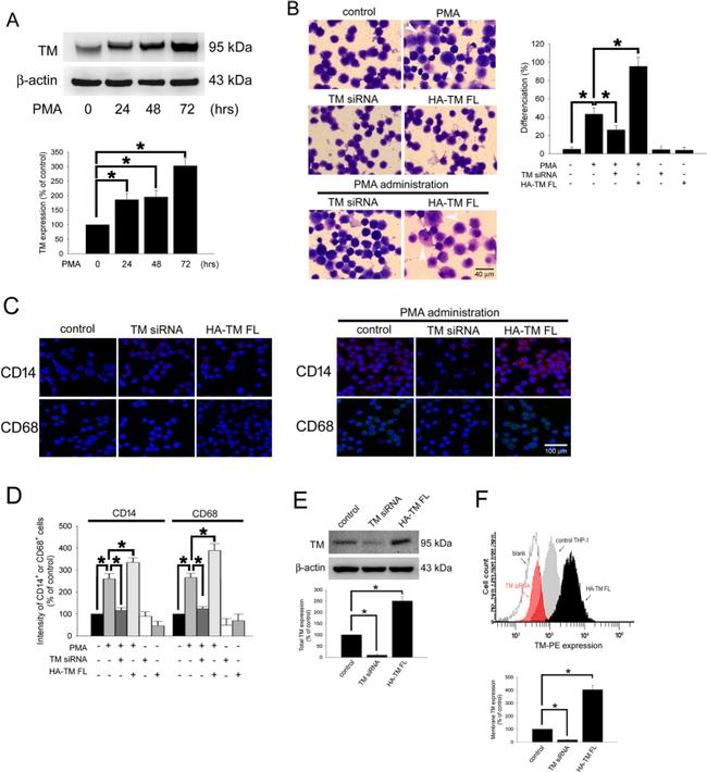 CD14 Antibody in Flow Cytometry (Flow)